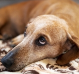 Epatite cronica da accumulo di rame nel cane, un difetto congenito